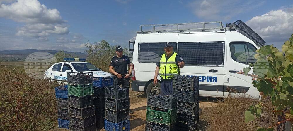 Полиция и жандармерия поемат охраната на лозовите масиви в Пазарджишко