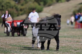 Калофер - Национален събор за опазване на местните български селскостопански породи животни