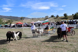 Калофер - Национален събор за опазване на местните български селскостопански породи животни