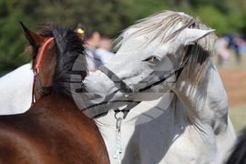 Калофер - Национален събор за опазване на местните български селскостопански породи животни