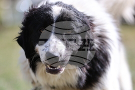 Калофер - Национален събор за опазване на местните български селскостопански породи животни