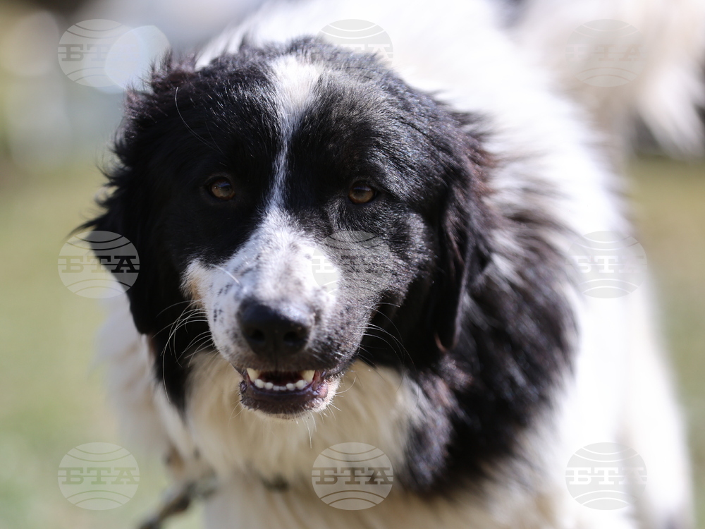 Калофер - Национален събор за опазване на местните български селскостопански породи животни