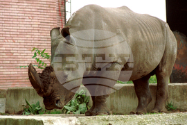 Световен ден за защита на носорозите