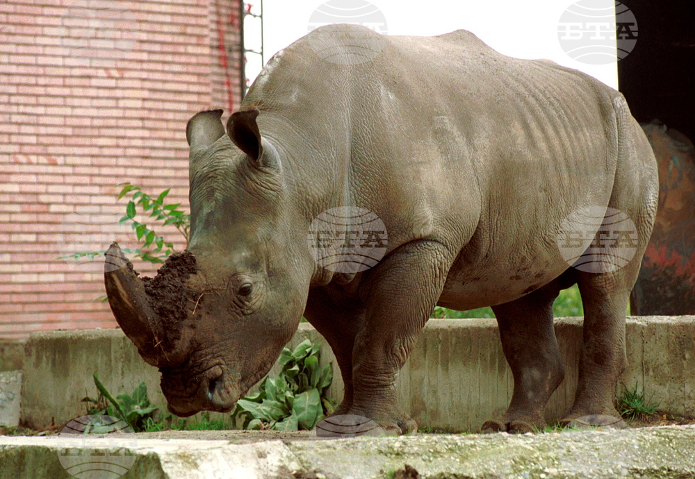Sofia Zoo to Celebrate World Rhino Day