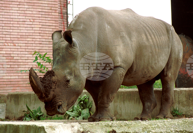 В Световния ден на носорога гостите на софийския зоопарк ще могат да видят как хранят и къпят белия носорог Чико и ще научат интересни факти
