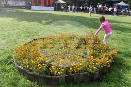 Село Орешак - изложба - рози - Български фестивал на сливата