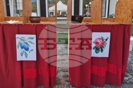 Село Орешак - изложба - рози - Български фестивал на сливата