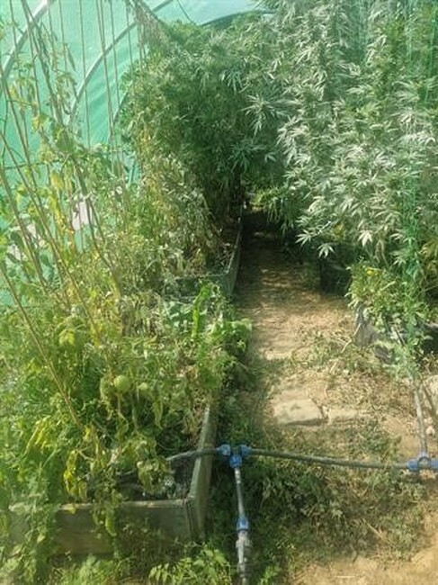 МВР: Служители от ГДНП разкриха две наркооранжерии в района на с. Владая