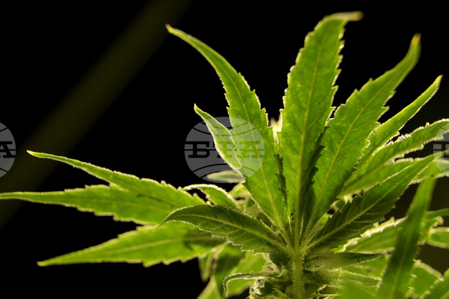 Хората, които употребяват марихуана, са изложени на по-голям риск от инфаркт и инсулт