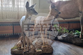 Плевен - музей - нов експонат