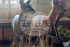 Плевен - музей - нов експонат