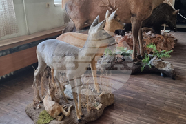 Плевен - музей - нов експонат