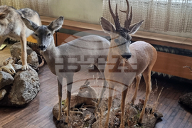 Плевен - музей - нов експонат