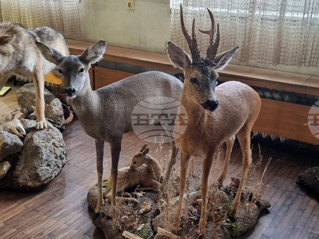 Плевен - музей - нов експонат