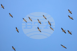 Бургас - розови пеликани - миграция