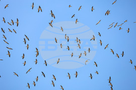 Бургас - розови пеликани - миграция