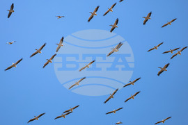 Бургас - розови пеликани - миграция