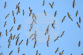 Бургас - розови пеликани - миграция