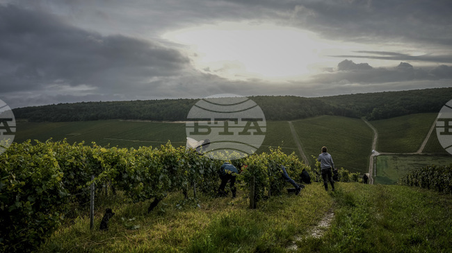 Световното производство на вино се възстановява с бавни темпове през 2025 г., но остава под обичайните нива, отчита международна браншова организация