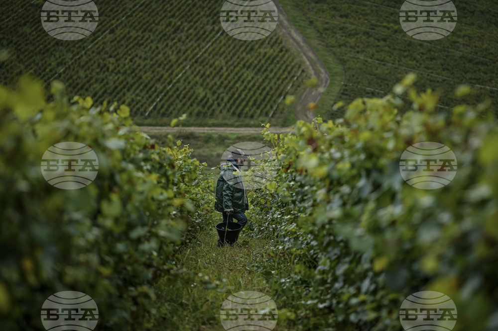 How EU Wine Sector Measures Will Impact Bulgaria 