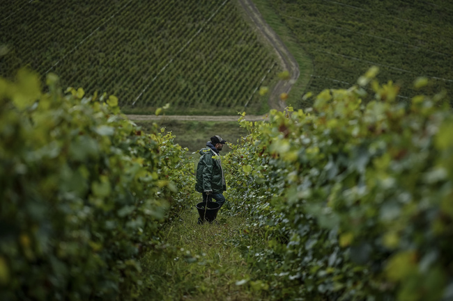 Как новите мерки на ЕС за винарския сектор ще се отразят на българските производители?