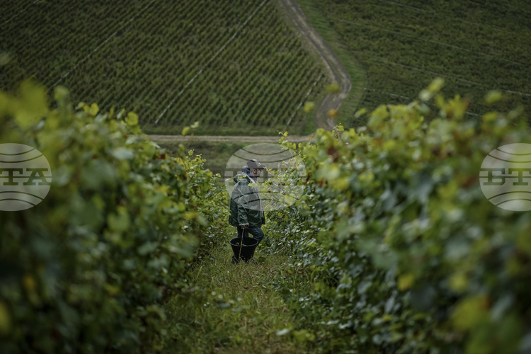 How EU Wine Sector Measures Will Impact Bulgaria