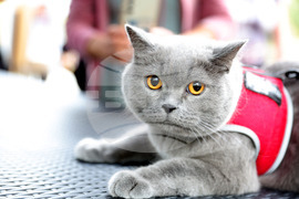 Русе - Парад на домашни любимци