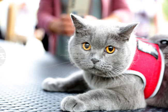 Bulgarian Veterinary Union Issues Official Position on Animal Cruelty