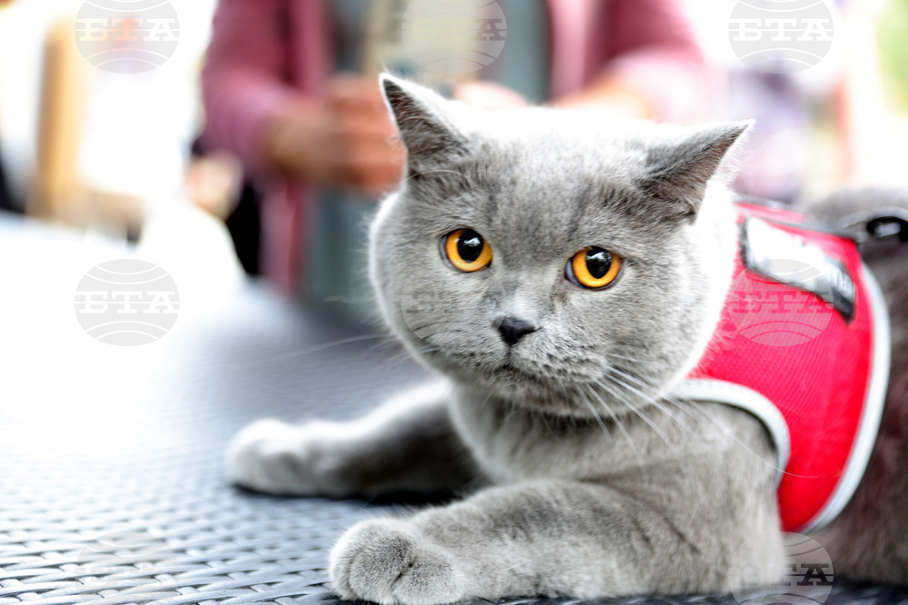 Русе - Парад на домашни любимци