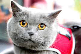 Русе - Парад на домашни любимци