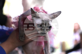 Русе - Парад на домашни любимци