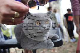 Русе - Парад на домашни любимци