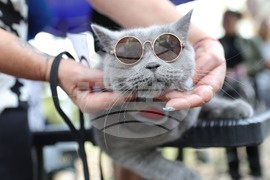 Русе - Парад на домашни любимци