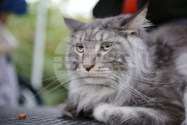 Русе - Парад на домашни любимци