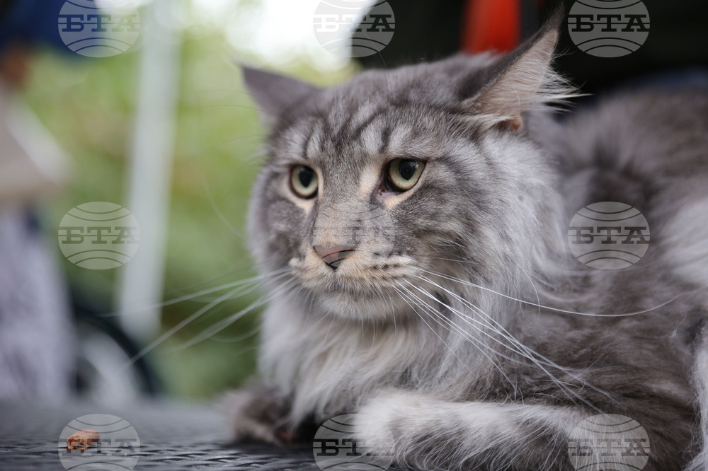 Русе - Парад на домашни любимци