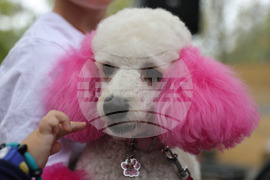 Русе - Парад на домашни любимци