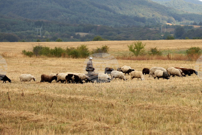 Българската аграрна камара е против предложение за обхвата на критерия за финансовото състояние на кандидати по интервенциите за инвестиции от Стратегическия план