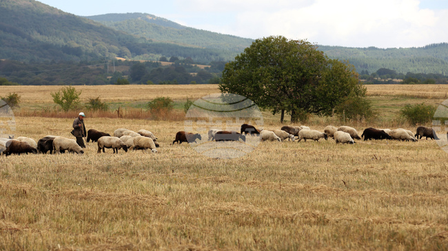 Over 470,000 Animals Culled in Greece Due to Sheep and Goat Pox