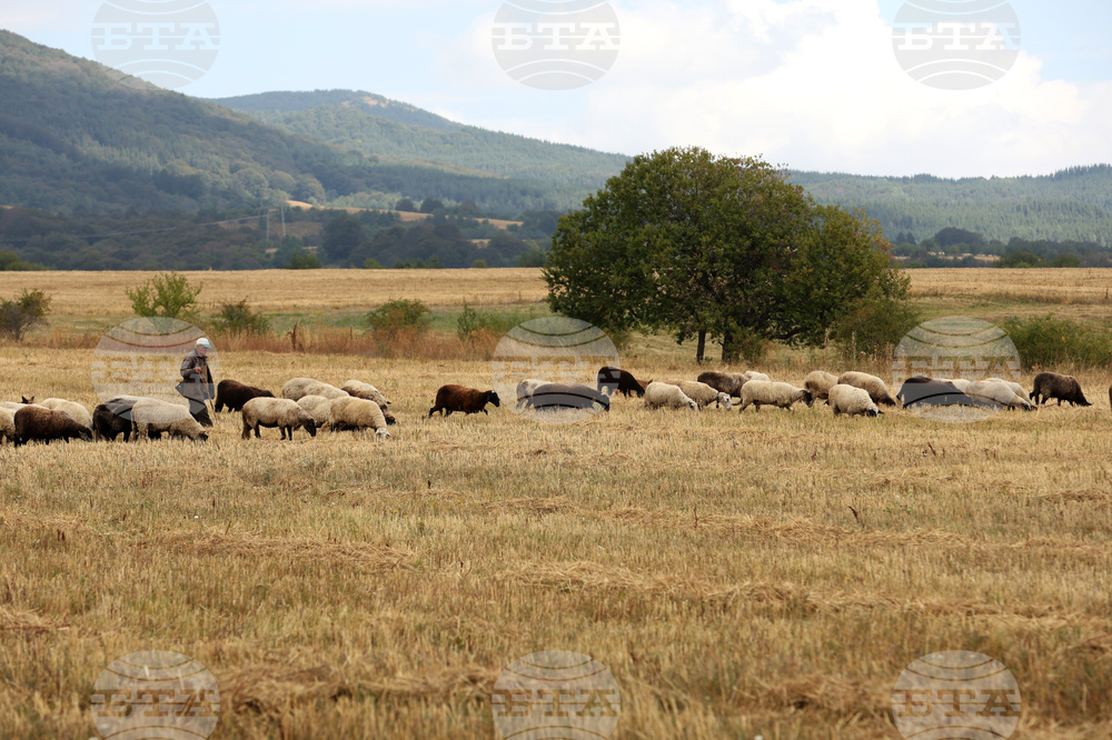Огнище на шарка по дребните преживни животни е регистрирано в кърджалийското село Полковник Желязово