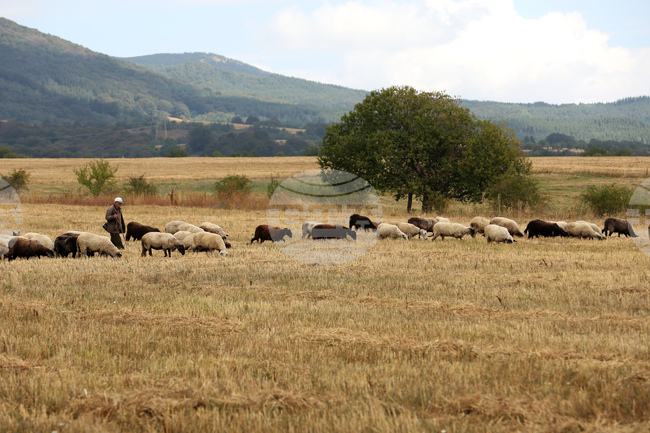 New Outbreak of Sheep Pox Detected in Haskovo