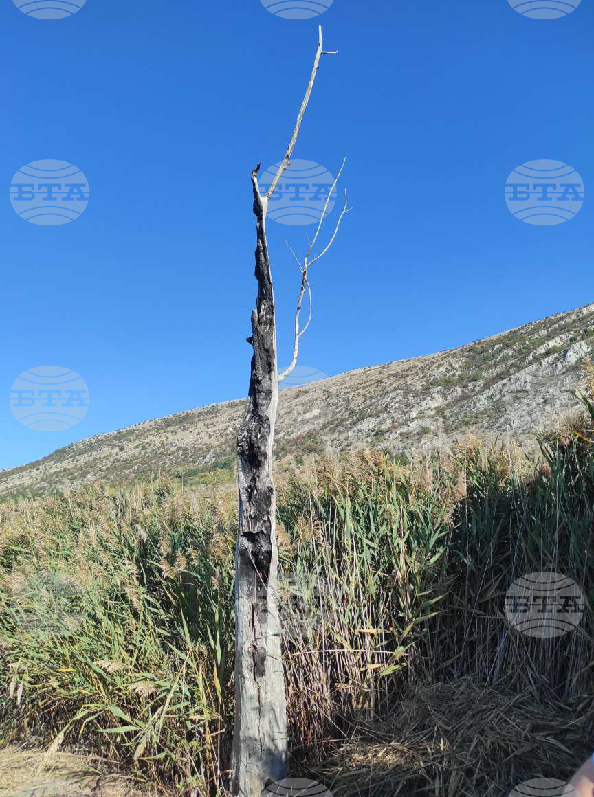 Драгоман - Драгоманско блато - птици - опръстеняване