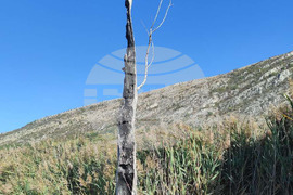 Драгоман - Драгоманско блато - птици - опръстеняване