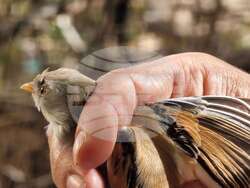 Драгоман - Драгоманско блато - птици - опръстеняване