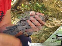 Драгоман - Драгоманско блато - птици - опръстеняване