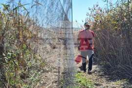 Драгоман - Драгоманско блато - птици - опръстеняване