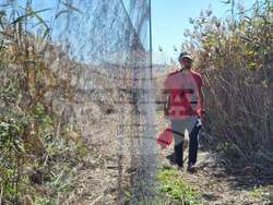 Драгоман - Драгоманско блато - птици - опръстеняване