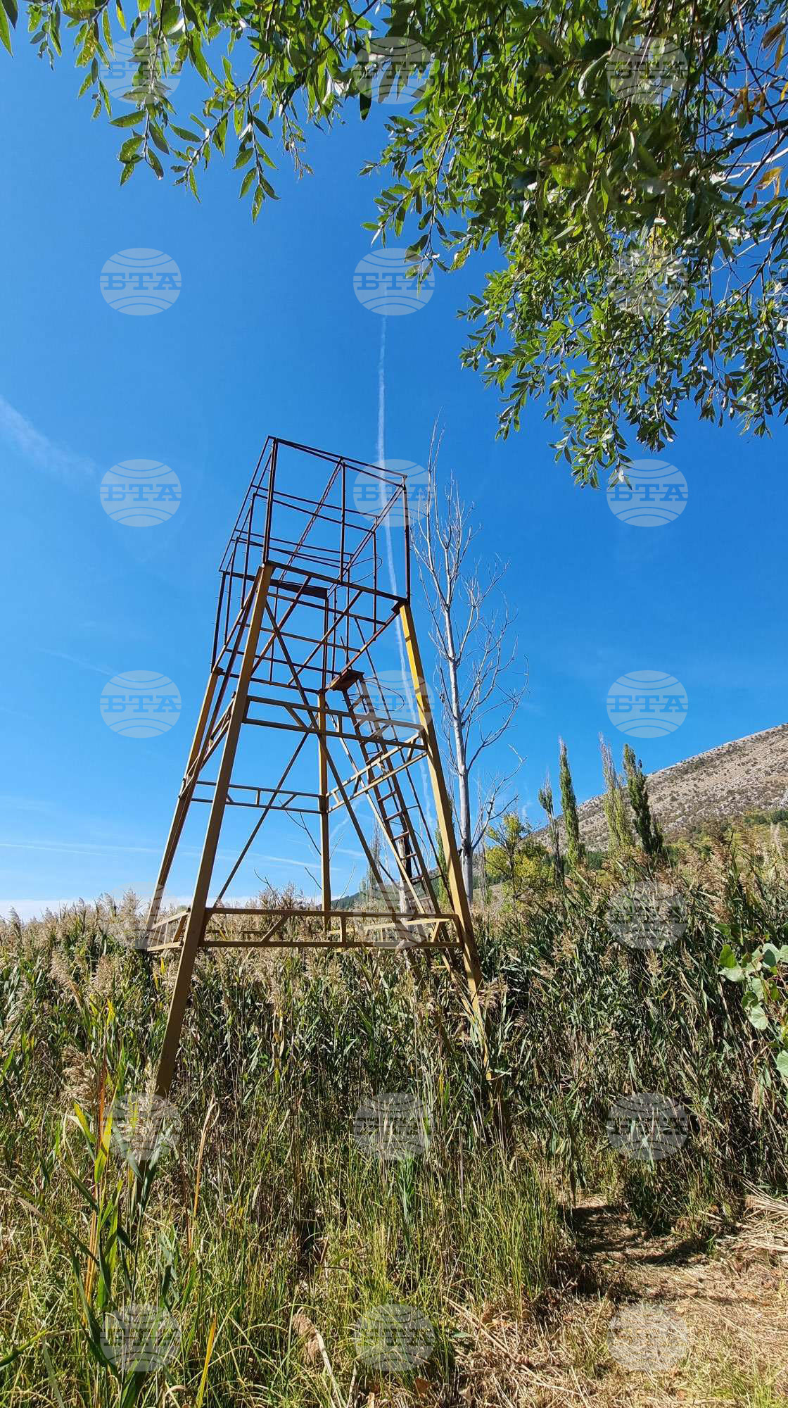 Драгоман - Драгоманско блато - птици - опръстеняване