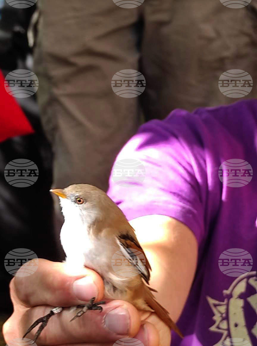 DRAGOMAN MARSH - BIRDS - RINGING