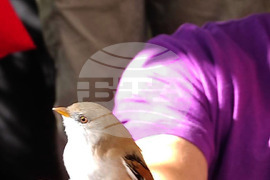 DRAGOMAN MARSH - BIRDS - RINGING