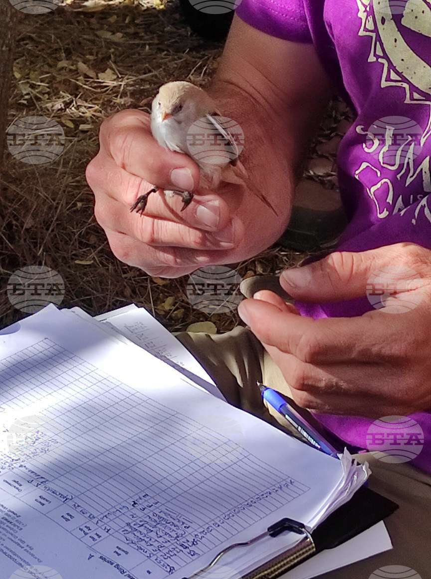 DRAGOMAN MARSH - BIRDS - RINGING